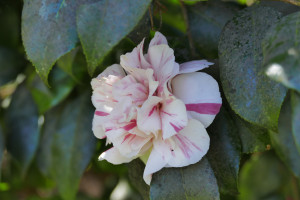 camellia japonica Chameleon   